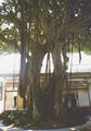 Beeldnr : 10 van 24
Naam : 980119a.jpg
Folder : fotos/jaren-199x/1998-2/eclipsreis-curacao/rolletje-1/
Formaat : 390 x 560px
Thumb : 84 x 120px
Richting : Portret
Bloknr : 1 van 1
Beeldnrs : 1 tm 24
Beelden in blok : 24