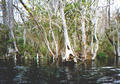 Beeldnr : 17 van 34
Naam : 980318a.jpg
Folder : fotos/jaren-199x/1998-2/eclipsreis-curacao/rolletje-3/
Formaat : 560 x 390px
Thumb : 120 x 84px
Richting : Landschap
Bloknr : 1 van 1
Beeldnrs : 1 tm 34
Beelden in blok : 34