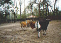 Beeldnr : 20 van 34
Naam : 980323a.jpg
Folder : fotos/jaren-199x/1998-2/eclipsreis-curacao/rolletje-3/
Formaat : 560 x 390px
Thumb : 120 x 84px
Richting : Landschap
Bloknr : 1 van 1
Beeldnrs : 1 tm 34
Beelden in blok : 34