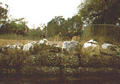 Beeldnr : 31 van 34
Naam : 980334a.jpg
Folder : fotos/jaren-199x/1998-2/eclipsreis-curacao/rolletje-3/
Formaat : 560 x 390px
Thumb : 120 x 84px
Richting : Landschap
Bloknr : 1 van 1
Beeldnrs : 1 tm 34
Beelden in blok : 34