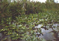 Beeldnr : 28 van 34
Naam : 980631a.jpg
Folder : fotos/jaren-199x/1998-2/eclipsreis-curacao/rolletje-6/
Formaat : 560 x 390px
Thumb : 120 x 84px
Richting : Landschap
Bloknr : 1 van 1
Beeldnrs : 1 tm 34
Beelden in blok : 34