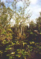 Beeldnr : 30 van 34
Naam : 980633a.jpg
Folder : fotos/jaren-199x/1998-2/eclipsreis-curacao/rolletje-6/
Formaat : 390 x 560px
Thumb : 84 x 120px
Richting : Portret
Bloknr : 1 van 1
Beeldnrs : 1 tm 34
Beelden in blok : 34