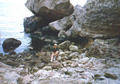 Beeldnr : 22 van 33
Naam : 990124.jpg
Folder : fotos/jaren-199x/1999-2/eclipsreis-bulgarije/rolletje-1/
Formaat : 560 x 390px
Thumb : 120 x 84px
Richting : Landschap
Bloknr : 1 van 1
Beeldnrs : 1 tm 33
Beelden in blok : 33