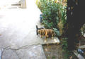 Beeldnr : 22 van 31
Naam : 990224a.jpg
Folder : fotos/jaren-199x/1999-2/eclipsreis-bulgarije/rolletje-2/
Formaat : 560 x 390px
Thumb : 120 x 84px
Richting : Landschap
Bloknr : 1 van 1
Beeldnrs : 1 tm 31
Beelden in blok : 31