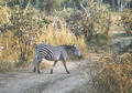 Beeldnr : 9 van 36
Naam : f010634a.jpg
Folder : fotos/jaren-200x/2001-2/eclipsreis-zambia/set-2/
Formaat : 560 x 390px
Thumb : 120 x 84px
Richting : Landschap
Bloknr : 1 van 1
Beeldnrs : 1 tm 36
Beelden in blok : 36
