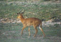 Beeldnr : 10 van 36
Naam : f010701.jpg
Folder : fotos/jaren-200x/2001-2/eclipsreis-zambia/set-2/
Formaat : 560 x 390px
Thumb : 120 x 84px
Richting : Landschap
Bloknr : 1 van 1
Beeldnrs : 1 tm 36
Beelden in blok : 36