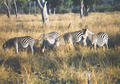 Beeldnr : 18 van 36
Naam : f010820.jpg
Folder : fotos/jaren-200x/2001-2/eclipsreis-zambia/set-2/
Formaat : 560 x 390px
Thumb : 120 x 84px
Richting : Landschap
Bloknr : 1 van 1
Beeldnrs : 1 tm 36
Beelden in blok : 36