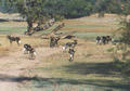 Beeldnr : 19 van 36
Naam : f010826.jpg
Folder : fotos/jaren-200x/2001-2/eclipsreis-zambia/set-2/
Formaat : 560 x 390px
Thumb : 120 x 84px
Richting : Landschap
Bloknr : 1 van 1
Beeldnrs : 1 tm 36
Beelden in blok : 36