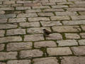 Beeldnr : 16 van 45
Naam : 05022321.jpg
Folder : fotos/jaren-200x/2005-2/barcelona/23-feb/
Formaat : 800 x 600px
Thumb : 120 x 90px
Richting : Landschap
Bloknr : 1 van 1
Beeldnrs : 1 tm 45
Beelden in blok : 45