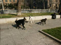Beeldnr : 33 van 45
Naam : 05022340.jpg
Folder : fotos/jaren-200x/2005-2/barcelona/23-feb/
Formaat : 800 x 600px
Thumb : 120 x 90px
Richting : Landschap
Bloknr : 1 van 1
Beeldnrs : 1 tm 45
Beelden in blok : 45