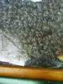 Beeldnr : 7 van 20
Naam : 05050709.jpg
Folder : fotos/jaren-200x/2005-2/het-loo/7-mei/
Formaat : 600 x 800px
Thumb : 90 x 120px
Richting : Portret
Bloknr : 1 van 1
Beeldnrs : 1 tm 20
Beelden in blok : 20