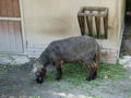 Beeldnr : 8 van 80
Naam : 05071008.jpg
Folder : fotos/jaren-200x/2005-2/rome/10-juli/
Formaat : 800 x 600px
Thumb : 120 x 90px
Richting : Landschap
Bloknr : 1 van 2
Beeldnrs : 1 tm 50
Beelden in blok : 50