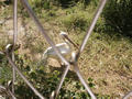 Beeldnr : 73 van 80
Naam : 05071090.jpg
Folder : fotos/jaren-200x/2005-2/rome/10-juli/
Formaat : 800 x 600px
Thumb : 120 x 90px
Richting : Landschap
Bloknr : 2 van 2
Beeldnrs : 51 tm 80
Beelden in blok : 30