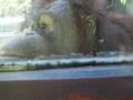 Beeldnr : 75 van 80
Naam : 05071093.jpg
Folder : fotos/jaren-200x/2005-2/rome/10-juli/
Formaat : 800 x 600px
Thumb : 120 x 90px
Richting : Landschap
Bloknr : 2 van 2
Beeldnrs : 51 tm 80
Beelden in blok : 30