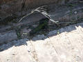 Beeldnr : 26 van 28
Naam : 05071631.jpg
Folder : fotos/jaren-200x/2005-2/rome/16-juli/
Formaat : 800 x 600px
Thumb : 120 x 90px
Richting : Landschap
Bloknr : 1 van 1
Beeldnrs : 1 tm 28
Beelden in blok : 28