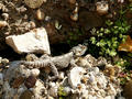 Beeldnr : 20 van 20
Naam : j6032865.jpg
Folder : fotos/jaren-200x/2006-2/eclipsreis-turkije/28-mrt/
Formaat : 800 x 600px
Thumb : 120 x 90px
Richting : Landschap
Bloknr : 1 van 1
Beeldnrs : 1 tm 20
Beelden in blok : 20
