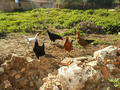 Beeldnr : 8 van 20
Naam : j6040320.jpg
Folder : fotos/jaren-200x/2006-2/eclipsreis-turkije/3-apr/
Formaat : 800 x 600px
Thumb : 120 x 90px
Richting : Landschap
Bloknr : 1 van 1
Beeldnrs : 1 tm 20
Beelden in blok : 20