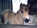 Beeldnr : 33 van 34
Naam : du07-r2-34a.jpg
Folder : fotos/jaren-200x/2007-2/duitsland/rolletje-2/
Formaat : 800 x 600px
Thumb : 120 x 90px
Richting : Landschap
Bloknr : 1 van 1
Beeldnrs : 1 tm 34
Beelden in blok : 34
