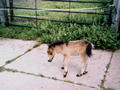 Beeldnr : 34 van 34
Naam : du07-r2-35a.jpg
Folder : fotos/jaren-200x/2007-2/duitsland/rolletje-2/
Formaat : 800 x 600px
Thumb : 120 x 90px
Richting : Landschap
Bloknr : 1 van 1
Beeldnrs : 1 tm 34
Beelden in blok : 34