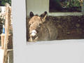 Beeldnr : 9 van 28
Naam : r2-09a.jpg
Folder : fotos/jaren-200x/2007-2/kreta/rolletje-2/
Formaat : 800 x 600px
Thumb : 120 x 90px
Richting : Landschap
Bloknr : 1 van 1
Beeldnrs : 1 tm 28
Beelden in blok : 28