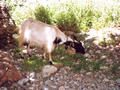 Beeldnr : 3 van 28
Naam : r3-02a.jpg
Folder : fotos/jaren-200x/2007-2/kreta/rolletje-3/
Formaat : 800 x 600px
Thumb : 120 x 90px
Richting : Landschap
Bloknr : 1 van 1
Beeldnrs : 1 tm 28
Beelden in blok : 28