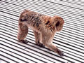 Beeldnr : 12 van 27
Naam : ah08-r2-05.jpg
Folder : fotos/jaren-200x/2008-2/apenheul-apeldoorn/juli/
Formaat : 800 x 600px
Thumb : 120 x 90px
Richting : Landschap
Bloknr : 1 van 1
Beeldnrs : 1 tm 27
Beelden in blok : 27