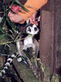 Beeldnr : 14 van 27
Naam : ah08-r2-07.jpg
Folder : fotos/jaren-200x/2008-2/apenheul-apeldoorn/juli/
Formaat : 600 x 800px
Thumb : 90 x 120px
Richting : Portret
Bloknr : 1 van 1
Beeldnrs : 1 tm 27
Beelden in blok : 27