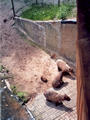 Beeldnr : 18 van 27
Naam : ah08-r2-11.jpg
Folder : fotos/jaren-200x/2008-2/apenheul-apeldoorn/juli/
Formaat : 600 x 800px
Thumb : 90 x 120px
Richting : Portret
Bloknr : 1 van 1
Beeldnrs : 1 tm 27
Beelden in blok : 27