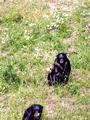 Beeldnr : 20 van 27
Naam : ah08-r2-13.jpg
Folder : fotos/jaren-200x/2008-2/apenheul-apeldoorn/juli/
Formaat : 600 x 800px
Thumb : 90 x 120px
Richting : Portret
Bloknr : 1 van 1
Beeldnrs : 1 tm 27
Beelden in blok : 27