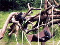 Beeldnr : 21 van 27
Naam : ah08-r2-14.jpg
Folder : fotos/jaren-200x/2008-2/apenheul-apeldoorn/juli/
Formaat : 800 x 600px
Thumb : 120 x 90px
Richting : Landschap
Bloknr : 1 van 1
Beeldnrs : 1 tm 27
Beelden in blok : 27