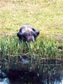 Beeldnr : 23 van 27
Naam : ah08-r2-16.jpg
Folder : fotos/jaren-200x/2008-2/apenheul-apeldoorn/juli/
Formaat : 600 x 800px
Thumb : 90 x 120px
Richting : Portret
Bloknr : 1 van 1
Beeldnrs : 1 tm 27
Beelden in blok : 27