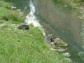 Beeldnr : 38 van 91
Naam : 0726b009.jpg
Folder : fotos/jaren-200x/2008-2/tsjechie/26-juli/
Formaat : 800 x 600px
Thumb : 120 x 90px
Richting : Landschap
Bloknr : 1 van 2
Beeldnrs : 1 tm 50
Beelden in blok : 50