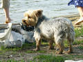 Beeldnr : 27 van 33
Naam : 0729b384.jpg
Folder : fotos/jaren-200x/2008-2/tsjechie/29-juli/
Formaat : 800 x 600px
Thumb : 120 x 90px
Richting : Landschap
Bloknr : 1 van 1
Beeldnrs : 1 tm 33
Beelden in blok : 33