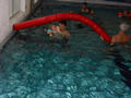 Beeldnr : 7 van 53
Naam : 2009-10-03_10814.jpg
Folder : fotos/jaren-200x/2009-2/esmee/okt/
Formaat : 800 x 600px
Thumb : 120 x 90px
Richting : Landschap
Bloknr : 1 van 2
Beeldnrs : 1 tm 50
Beelden in blok : 50
