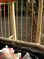 Beeldnr : 23 van 53
Naam : 2009-10-25_10865.jpg
Folder : fotos/jaren-200x/2009-2/esmee/okt/
Formaat : 600 x 800px
Thumb : 90 x 120px
Richting : Portret
Bloknr : 1 van 2
Beeldnrs : 1 tm 50
Beelden in blok : 50