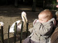 Beeldnr : 28 van 53
Naam : 2009-10-25_10910.jpg
Folder : fotos/jaren-200x/2009-2/esmee/okt/
Formaat : 800 x 600px
Thumb : 120 x 90px
Richting : Landschap
Bloknr : 1 van 2
Beeldnrs : 1 tm 50
Beelden in blok : 50