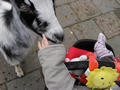 Beeldnr : 38 van 53
Naam : 2009-10-25_11010.jpg
Folder : fotos/jaren-200x/2009-2/esmee/okt/
Formaat : 800 x 600px
Thumb : 120 x 90px
Richting : Landschap
Bloknr : 1 van 2
Beeldnrs : 1 tm 50
Beelden in blok : 50