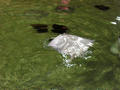 Beeldnr : 9 van 159
Naam : foa-0063.jpg
Folder : fotos/jaren-200x/2009-2/nederland/31-aug/
Formaat : 800 x 600px
Thumb : 120 x 90px
Richting : Landschap
Bloknr : 1 van 4
Beeldnrs : 1 tm 50
Beelden in blok : 50