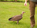 Beeldnr : 6 van 50
Naam : ajh29a17.jpg
Folder : fotos/jaren-201x/2010-2/duitsland/29-aug/
Formaat : 800 x 600px
Thumb : 120 x 90px
Richting : Landschap
Bloknr : 1 van 1
Beeldnrs : 1 tm 50
Beelden in blok : 50