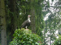 Beeldnr : 15 van 50
Naam : jjh29a47.jpg
Folder : fotos/jaren-201x/2010-2/duitsland/29-aug/
Formaat : 800 x 600px
Thumb : 120 x 90px
Richting : Landschap
Bloknr : 1 van 1
Beeldnrs : 1 tm 50
Beelden in blok : 50