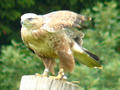 Beeldnr : 18 van 50
Naam : jjh29a80.jpg
Folder : fotos/jaren-201x/2010-2/duitsland/29-aug/
Formaat : 800 x 600px
Thumb : 120 x 90px
Richting : Landschap
Bloknr : 1 van 1
Beeldnrs : 1 tm 50
Beelden in blok : 50