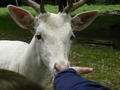Beeldnr : 35 van 50
Naam : jjh29b67g.jpg
Folder : fotos/jaren-201x/2010-2/duitsland/29-aug/
Formaat : 800 x 600px
Thumb : 120 x 90px
Richting : Landschap
Bloknr : 1 van 1
Beeldnrs : 1 tm 50
Beelden in blok : 50
