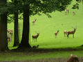 Beeldnr : 40 van 50
Naam : jjh29b77.jpg
Folder : fotos/jaren-201x/2010-2/duitsland/29-aug/
Formaat : 800 x 600px
Thumb : 120 x 90px
Richting : Landschap
Bloknr : 1 van 1
Beeldnrs : 1 tm 50
Beelden in blok : 50
