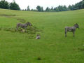 Beeldnr : 44 van 50
Naam : jjh29b87.jpg
Folder : fotos/jaren-201x/2010-2/duitsland/29-aug/
Formaat : 800 x 600px
Thumb : 120 x 90px
Richting : Landschap
Bloknr : 1 van 1
Beeldnrs : 1 tm 50
Beelden in blok : 50