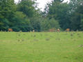 Beeldnr : 45 van 50
Naam : jjh29b91.jpg
Folder : fotos/jaren-201x/2010-2/duitsland/29-aug/
Formaat : 800 x 600px
Thumb : 120 x 90px
Richting : Landschap
Bloknr : 1 van 1
Beeldnrs : 1 tm 50
Beelden in blok : 50