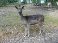Beeldnr : 50 van 50
Naam : jjh29c08.jpg
Folder : fotos/jaren-201x/2010-2/duitsland/29-aug/
Formaat : 800 x 600px
Thumb : 120 x 90px
Richting : Landschap
Bloknr : 1 van 1
Beeldnrs : 1 tm 50
Beelden in blok : 50