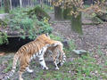 Beeldnr : 1 van 97
Naam : jjk19a75.jpg
Folder : fotos/jaren-201x/2010-2/ouwehands-rhenen/19-nov/
Formaat : 800 x 600px
Thumb : 120 x 90px
Richting : Landschap
Bloknr : 1 van 2
Beeldnrs : 1 tm 50
Beelden in blok : 50