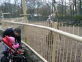 Beeldnr : 2 van 97
Naam : jjk19a79.jpg
Folder : fotos/jaren-201x/2010-2/ouwehands-rhenen/19-nov/
Formaat : 800 x 600px
Thumb : 120 x 90px
Richting : Landschap
Bloknr : 1 van 2
Beeldnrs : 1 tm 50
Beelden in blok : 50