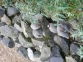 Beeldnr : 5 van 97
Naam : jjk19a83.jpg
Folder : fotos/jaren-201x/2010-2/ouwehands-rhenen/19-nov/
Formaat : 600 x 800px
Thumb : 120 x 90px
Richting : Portret
Bloknr : 1 van 2
Beeldnrs : 1 tm 50
Beelden in blok : 50