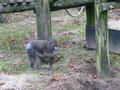 Beeldnr : 10 van 97
Naam : jjk19a95.jpg
Folder : fotos/jaren-201x/2010-2/ouwehands-rhenen/19-nov/
Formaat : 800 x 600px
Thumb : 120 x 90px
Richting : Landschap
Bloknr : 1 van 2
Beeldnrs : 1 tm 50
Beelden in blok : 50